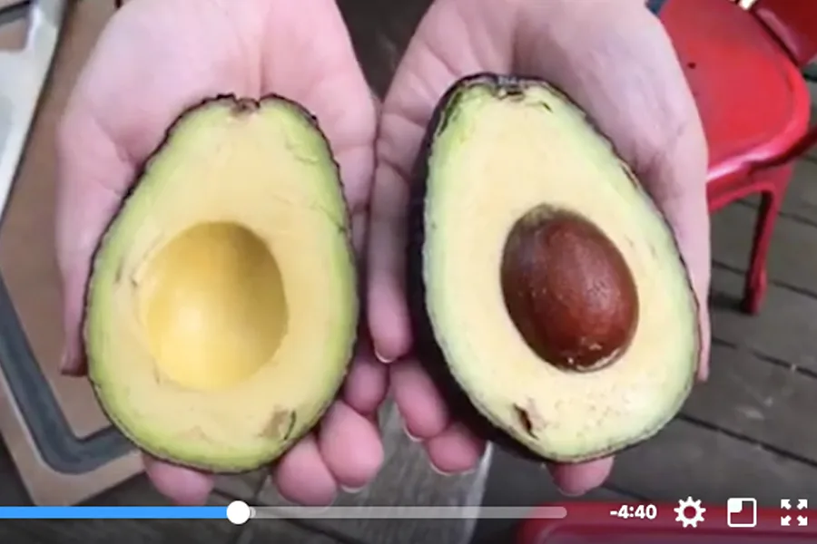 How to cut an avocado safely. No more avocado hand danger! | Cool Mom Eats