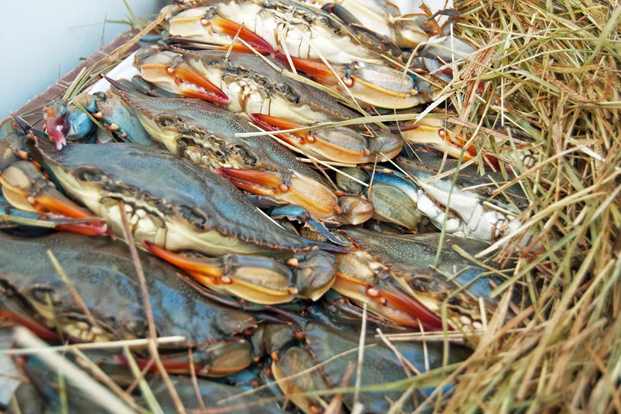 One secret to getting kids to like seafood. Hint: It’s all about that mess.