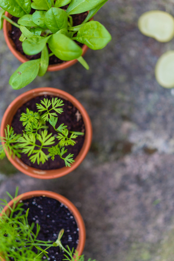 Rental Kitchen Necessities Fresh Herbs