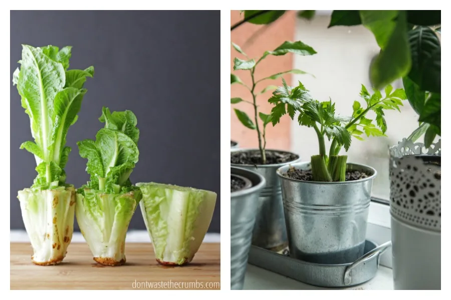 Produce tips: 5 vegetables and other edibles you can re-grow quickly in your kitchen, no garden required.