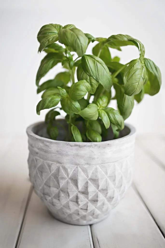 7 ways to improve your jarred tomato sauce at home: How to use fresh herbs, or even dried herbs right off your shelf