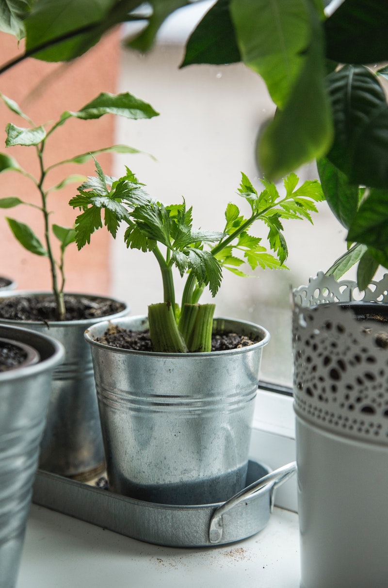 Vegetables you can regrow at home: Celery