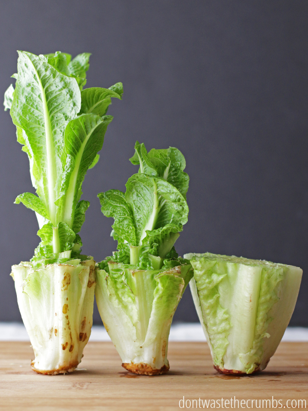 Vegetables that regrow quickly at home: Romaine Lettuce | Don't Waste the Crumbs Vegetables that regrow quickly at home: Romaine Lettuce | Don't Waste the Crumbs