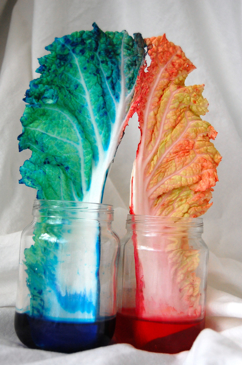 Simple kitchen science experiments: Explore water movement through xylem with this experiment by Laura Hamilton