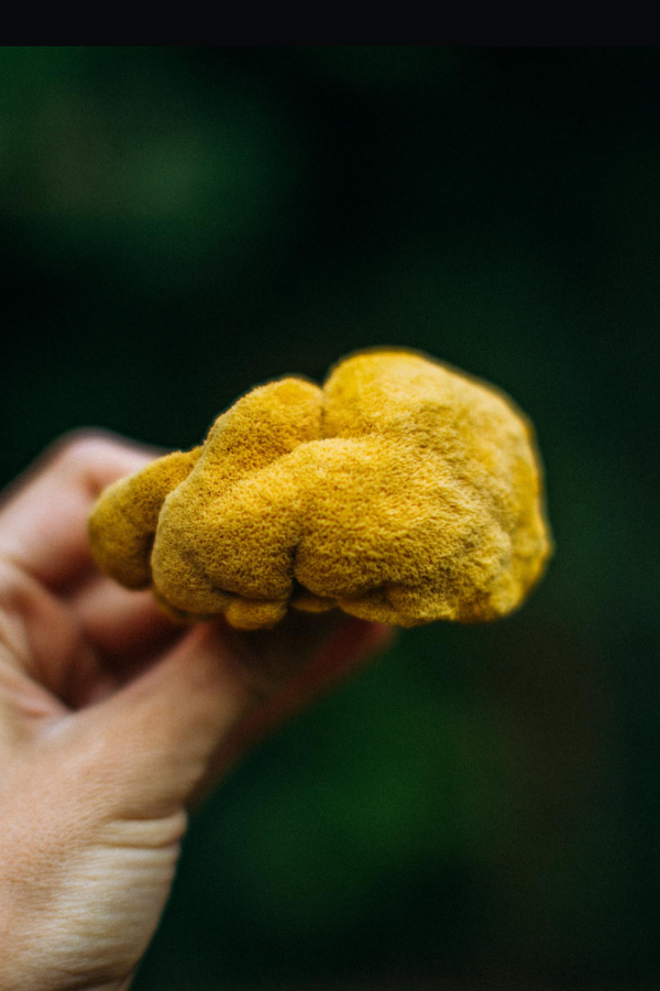 Aphrodisiac alert! Bridgetown Mushrooms dried lion's mane imparts so many health benefits. Incorporate into a sexy Valentine's Day risotto