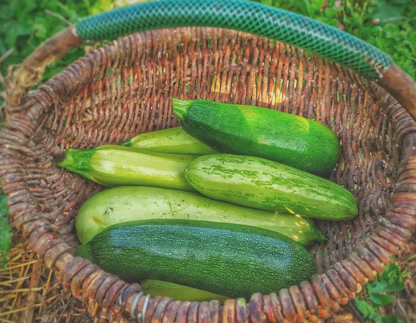 Summer Meal Plan Ideas that feature zucchini