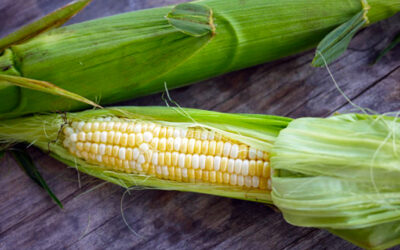 How to make corn stock (and use up all those nibbled cobs). Plus, delicious ways to use it.