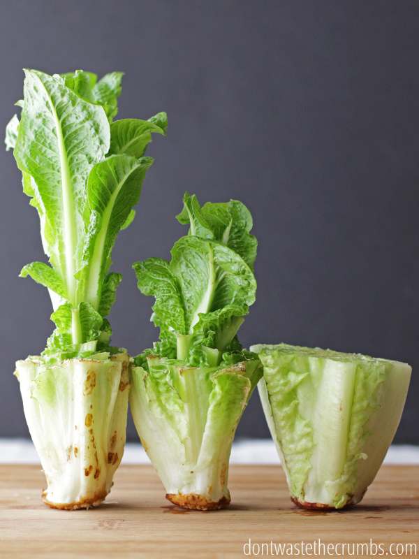 Vegetables that regrow quickly at home: Romaine Lettuce | Don't Waste the Crumbs