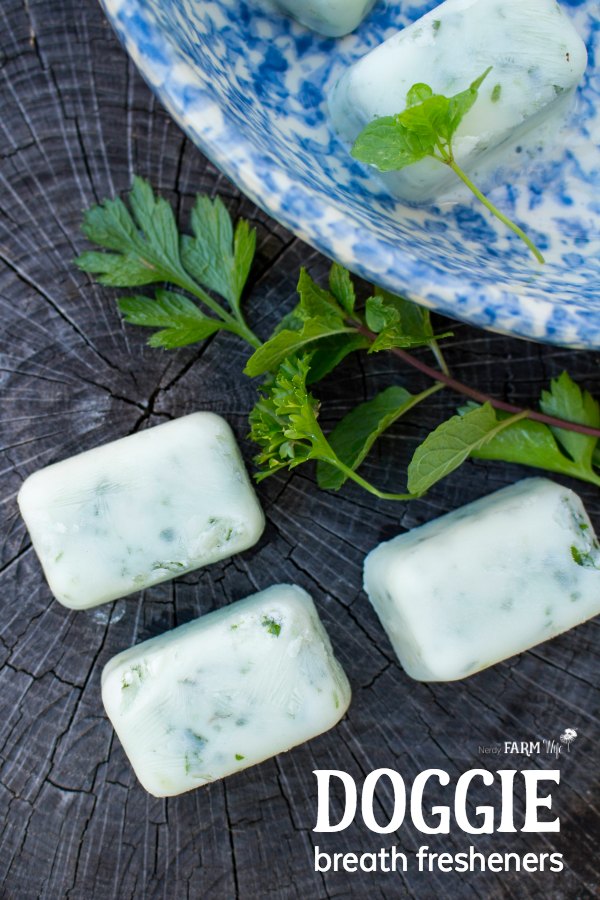 Use extra mint leaves to make doggie breath freshener bites, with this recipe at The Nerdy Farm Wife