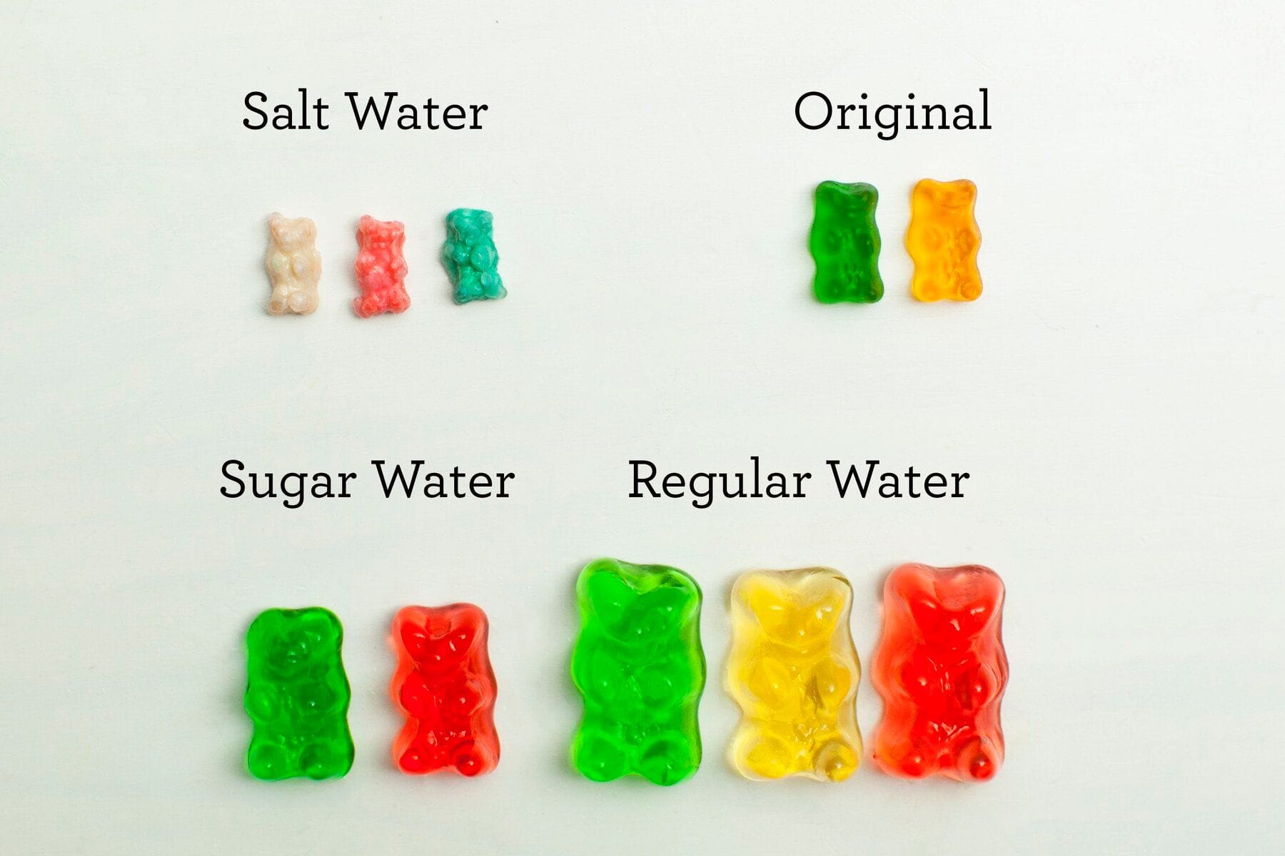 osmosis experiment with gummy bears