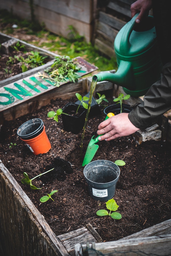 Earth Day tips: Start a garden with the kids to grow your own vegetables 